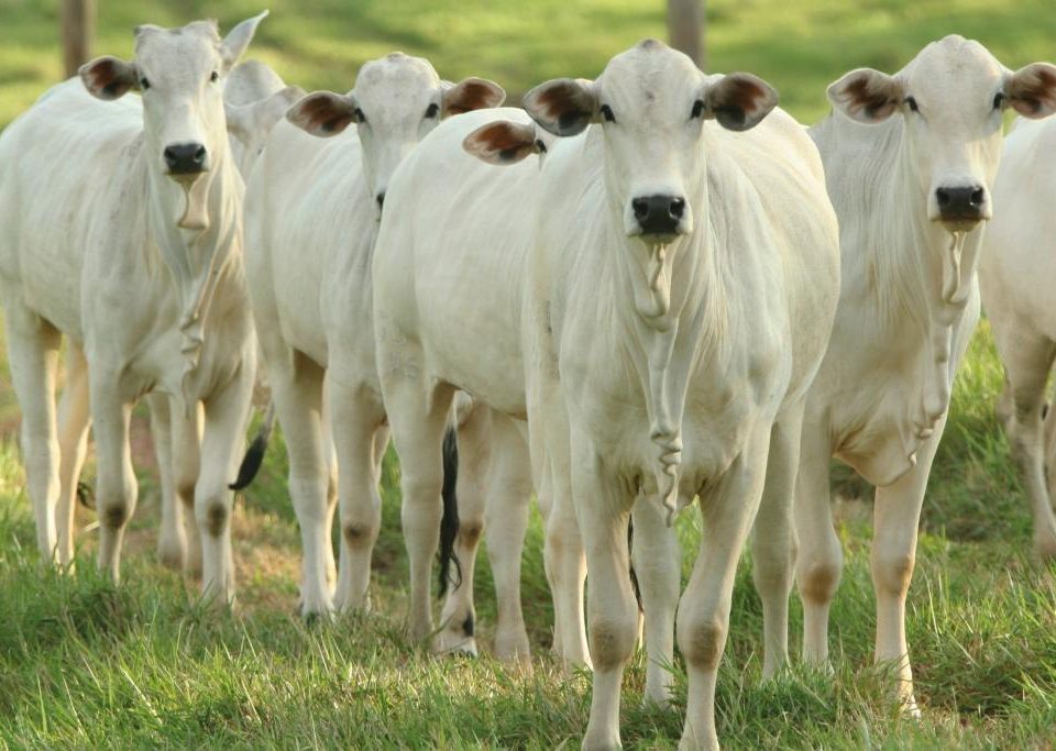 A vacinação contra a Brucelose está em andamento no estado de São Paulo e os pecuaristas têm até o dia 31 de maio para realizar a imunização das fêmeas bovinas e bubalinas com idade entre três e oito meses.