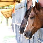 O Governo de São Paulo instituiu o “Passaporte Equestre Paulista”, documento por meio do qual o transporte de equinos é facilitado.