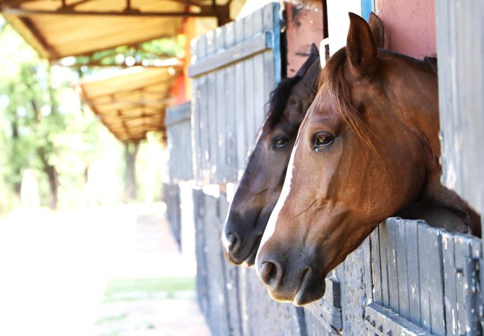 O Governo de São Paulo instituiu o “Passaporte Equestre Paulista”, documento por meio do qual o transporte de equinos é facilitado.