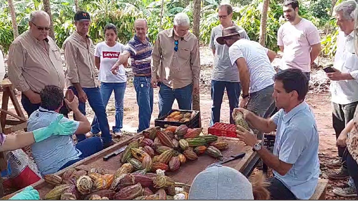 Em uma região de solo fértil, onde cana-de-açúcar, laranja e borracha predominam como os principais cultivos, o cacau desponta como uma nova oportunidade para os produtores da região noroeste paulista. Além de uma fazenda com uma grande plantação já em produção em Tabapuã, há dezenas de outros produtores com pomares menores, somando cerca de 300 hectares