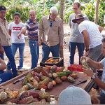 Em uma região de solo fértil, onde cana-de-açúcar, laranja e borracha predominam como os principais cultivos, o cacau desponta como uma nova oportunidade para os produtores da região noroeste paulista. Além de uma fazenda com uma grande plantação já em produção em Tabapuã, há dezenas de outros produtores com pomares menores, somando cerca de 300 hectares