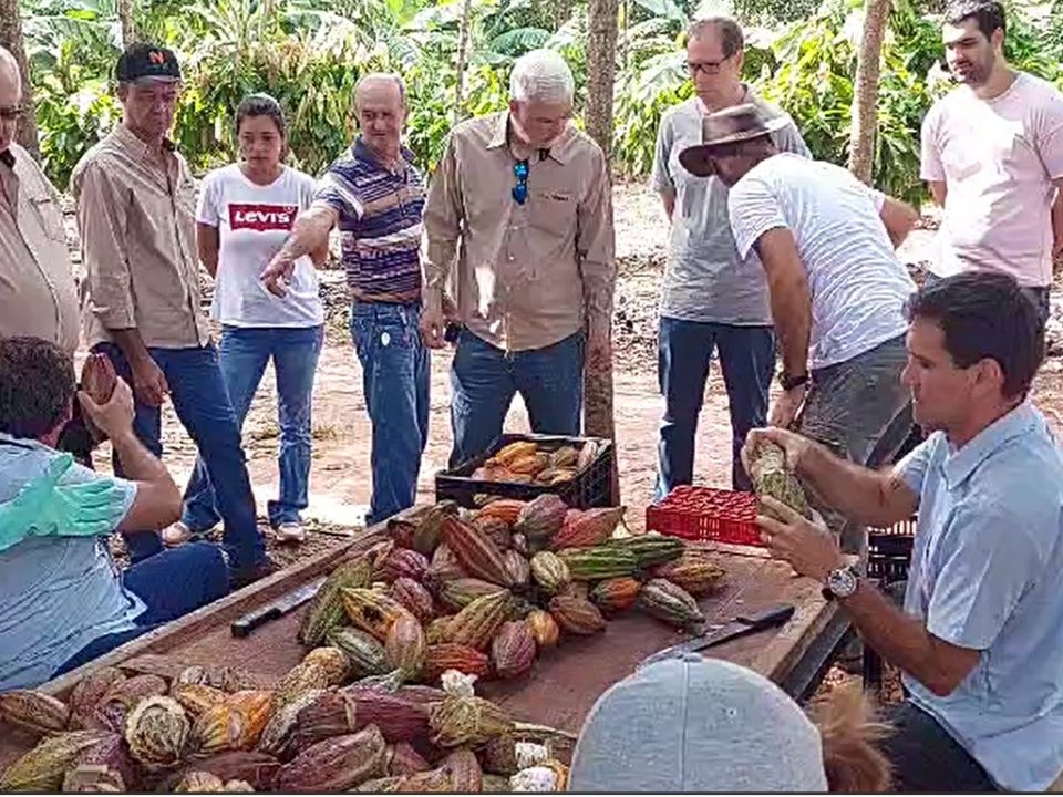 Em uma região de solo fértil, onde cana-de-açúcar, laranja e borracha predominam como os principais cultivos, o cacau desponta como uma nova oportunidade para os produtores da região noroeste paulista. Além de uma fazenda com uma grande plantação já em produção em Tabapuã, há dezenas de outros produtores com pomares menores, somando cerca de 300 hectares