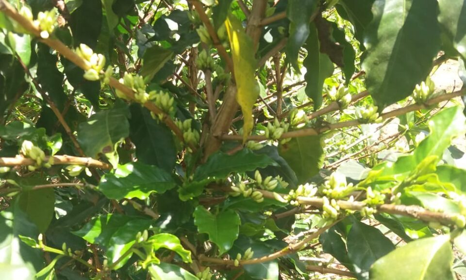 As lavouras de café do Brasil estão atravessando um período de ajustes naturais. A fase de "queda de chumbinhos", comum no ciclo produtivo, tem se mostrado mais intensa neste ano devido à seca prolongada e às altas temperaturas registradas em 2024.