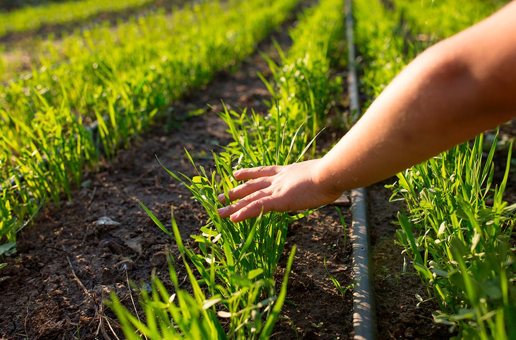 O Governo do Estado de São Paulo encaminhou, nesta quarta-feira (29), à Assembleia Legislativa do Estado de São Paulo (Alesp) o Projeto de Lei que institui o Serviço de Inspeção de Produtos de Origem Vegetal (SISP-POV).