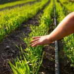 O Governo do Estado de São Paulo encaminhou, nesta quarta-feira (29), à Assembleia Legislativa do Estado de São Paulo (Alesp) o Projeto de Lei que institui o Serviço de Inspeção de Produtos de Origem Vegetal (SISP-POV).