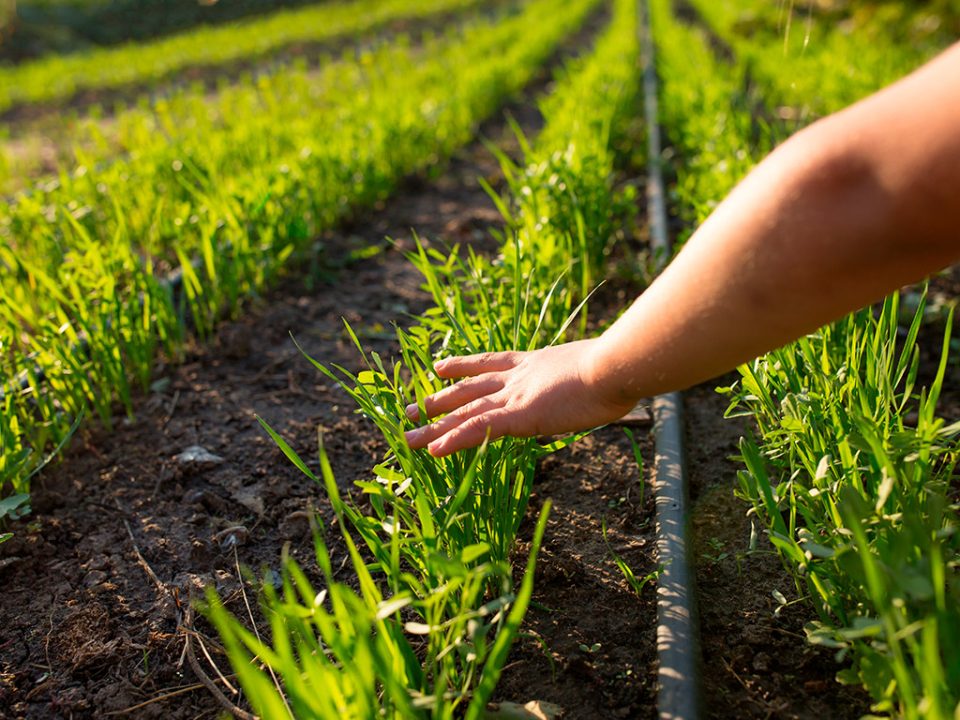 O Governo do Estado de São Paulo encaminhou, nesta quarta-feira (29), à Assembleia Legislativa do Estado de São Paulo (Alesp) o Projeto de Lei que institui o Serviço de Inspeção de Produtos de Origem Vegetal (SISP-POV).