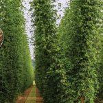 O cultivo de lúpulo tem sido apontado como uma alternativa promissora para o agronegócio paulista, graças às condições favoráveis de solo e clima em diversas regiões paulistas. A produção nacional atende a apenas 2% da quantidade utilizada pela indústria brasileira de cerveja.