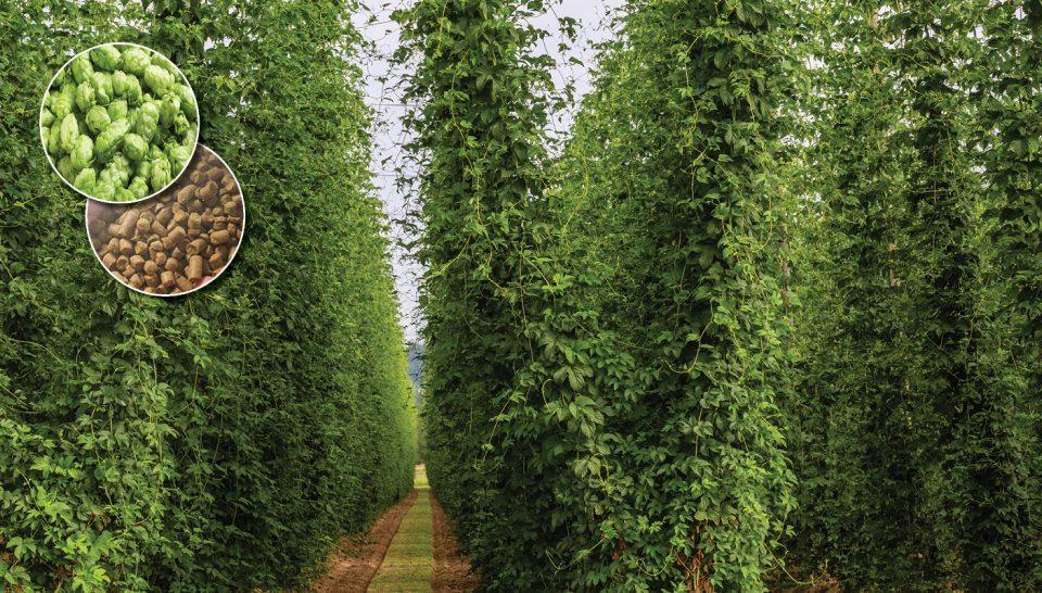 O cultivo de lúpulo tem sido apontado como uma alternativa promissora para o agronegócio paulista, graças às condições favoráveis de solo e clima em diversas regiões paulistas. A produção nacional atende a apenas 2% da quantidade utilizada pela indústria brasileira de cerveja.