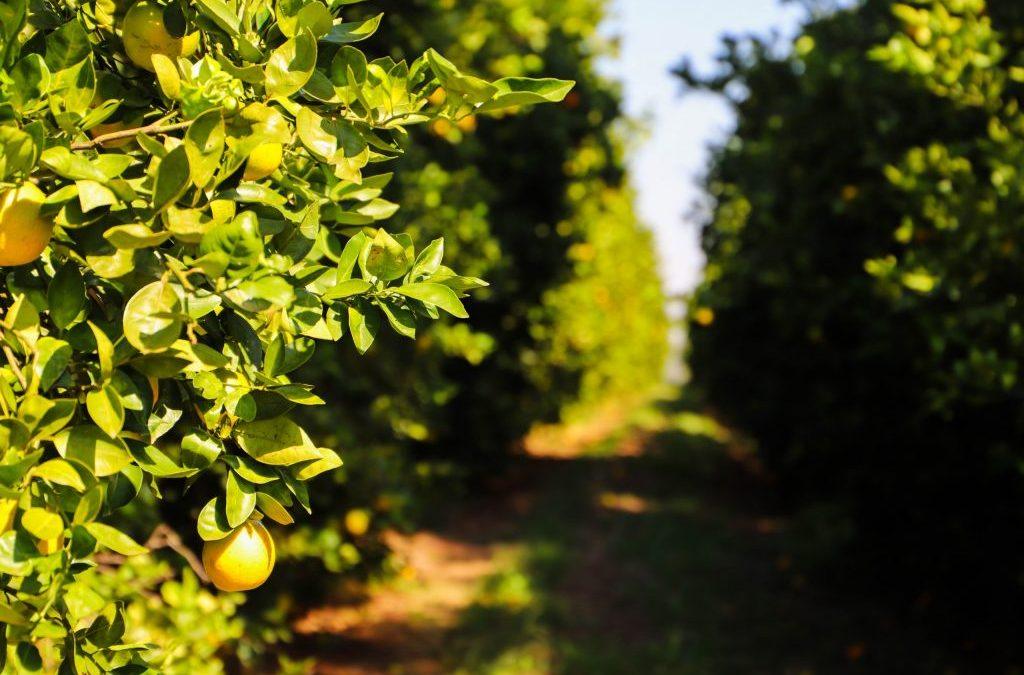 Com o objetivo de conhecer a realidade dos pomares paulistas, a Defesa Agropecuária, órgão da Secretaria de Agricultura e Abastecimento (SAA), informa aos produtores de citros que o relatório Cancro/Greening deve ser entregue até o dia 15 de janeiro de 2026. O relatório deve ser enviado através do sistema informatizado de Gestão de Defesa Animal e Vegetal (GEDAVE) e deve conter o resultado das vistorias trimestrais para cancro cítrico e HLB/Greening realizadas entre 1.º de julho e 31 de dezembro de 2025 em todas as plantas cítricas da propriedade. A entrega dos relatórios com dados reais permite que a equipe técnica da Defesa Agropecuária tenha informações precisas sobre a dispersão e incidência de pragas, possibilitando um melhor direcionamento das ações de defesa fitossanitária e de políticas públicas. “É importante ressaltar a obrigatoriedade e a importância da entrega do relatório semestral das plantas cítricas, pois o cancro cítrico e o Greening são doenças de controle oficial e causam restrições de produção e comercialização aos produtores de citros, sendo essencial o monitoramento do pomar e a declaração dos resultados”, comenta Veridiana Zocoler de Mendonça, engenheira agrônoma e gerente do Programa Estadual de Sanidade dos Citros. A Portaria MAPA nº 1.326, de 04 de julho de 2025, instituiu o Programa Nacional de Prevenção e Controle ao HLB (PNCHLB) e as medidas de prevenção e controle da doença. No estado de São Paulo, a eliminação de plantas sintomáticas segue a Resolução SAA 88, de 07 de dezembro de 2021, obrigatória em pomares com idade até oito anos e o monitoramento e controle do Psilídeo em todos os pomares, independente da idade. No Estado de São Paulo, a entrega do relatório é obrigatória para todos os produtores independente da idade das plantas e o atraso ou a não entrega sujeita o produtor às sanções previstas no Decreto Estadual Nº 45.211, de 19 de setembro de 2000. Cancro cítrico O Cancro Cítrico é causado pela bactéria Xanthomonas citri pv. citri que ataca todas as variedades e espécies de citros, provoca lesões em folhas, frutos e ramos e, quando em alta incidência, provoca desfolha e queda de frutos. Desde 2017, com a publicação da Resolução do Ministério de Agricultura e Pecuária (MAPA) nº 4, de 22 de março, o estado de São Paulo encontra-se reconhecido como área sob Sistema de Mitigação de Risco (SMR) para o cancro cítrico. Este procedimento possibilita a adoção de medidas fitossanitárias com o objetivo de reduzir o potencial de inóculo da praga e manter um nível apropriado de proteção contra a doença, viabilizando a comercialização de frutos sem sintomas tanto no mercado interno como no mercado internacional. HLB (Greening) O Greening é causado pela bactéria Candidatus Liberibacter spp., e disseminado pelo Psilídeo (Diaphorina citri). A doença acomete todas as plantas cítricas, e não tem cura: uma vez contaminada, não é possível eliminar a bactéria da planta, que fica agindo como fonte de inóculo para contaminação de outras plantas. O Greening é hoje a doença que mais ameaça a citricultura no mundo.