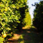 Com o objetivo de conhecer a realidade dos pomares paulistas, a Defesa Agropecuária, órgão da Secretaria de Agricultura e Abastecimento (SAA), informa aos produtores de citros que o relatório Cancro/Greening deve ser entregue até o dia 15 de janeiro de 2026. O relatório deve ser enviado através do sistema informatizado de Gestão de Defesa Animal e Vegetal (GEDAVE) e deve conter o resultado das vistorias trimestrais para cancro cítrico e HLB/Greening realizadas entre 1.º de julho e 31 de dezembro de 2025 em todas as plantas cítricas da propriedade. A entrega dos relatórios com dados reais permite que a equipe técnica da Defesa Agropecuária tenha informações precisas sobre a dispersão e incidência de pragas, possibilitando um melhor direcionamento das ações de defesa fitossanitária e de políticas públicas. “É importante ressaltar a obrigatoriedade e a importância da entrega do relatório semestral das plantas cítricas, pois o cancro cítrico e o Greening são doenças de controle oficial e causam restrições de produção e comercialização aos produtores de citros, sendo essencial o monitoramento do pomar e a declaração dos resultados”, comenta Veridiana Zocoler de Mendonça, engenheira agrônoma e gerente do Programa Estadual de Sanidade dos Citros. A Portaria MAPA nº 1.326, de 04 de julho de 2025, instituiu o Programa Nacional de Prevenção e Controle ao HLB (PNCHLB) e as medidas de prevenção e controle da doença. No estado de São Paulo, a eliminação de plantas sintomáticas segue a Resolução SAA 88, de 07 de dezembro de 2021, obrigatória em pomares com idade até oito anos e o monitoramento e controle do Psilídeo em todos os pomares, independente da idade. No Estado de São Paulo, a entrega do relatório é obrigatória para todos os produtores independente da idade das plantas e o atraso ou a não entrega sujeita o produtor às sanções previstas no Decreto Estadual Nº 45.211, de 19 de setembro de 2000. Cancro cítrico O Cancro Cítrico é causado pela bactéria Xanthomonas citri pv. citri que ataca todas as variedades e espécies de citros, provoca lesões em folhas, frutos e ramos e, quando em alta incidência, provoca desfolha e queda de frutos. Desde 2017, com a publicação da Resolução do Ministério de Agricultura e Pecuária (MAPA) nº 4, de 22 de março, o estado de São Paulo encontra-se reconhecido como área sob Sistema de Mitigação de Risco (SMR) para o cancro cítrico. Este procedimento possibilita a adoção de medidas fitossanitárias com o objetivo de reduzir o potencial de inóculo da praga e manter um nível apropriado de proteção contra a doença, viabilizando a comercialização de frutos sem sintomas tanto no mercado interno como no mercado internacional. HLB (Greening) O Greening é causado pela bactéria Candidatus Liberibacter spp., e disseminado pelo Psilídeo (Diaphorina citri). A doença acomete todas as plantas cítricas, e não tem cura: uma vez contaminada, não é possível eliminar a bactéria da planta, que fica agindo como fonte de inóculo para contaminação de outras plantas. O Greening é hoje a doença que mais ameaça a citricultura no mundo.