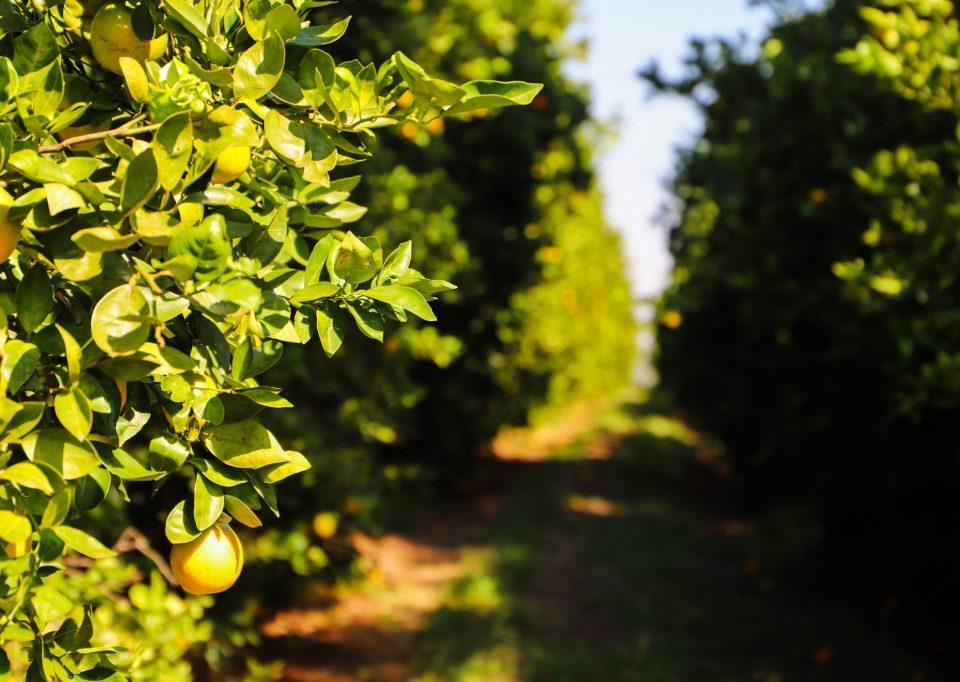 Com o objetivo de conhecer a realidade dos pomares paulistas, a Defesa Agropecuária, órgão da Secretaria de Agricultura e Abastecimento (SAA), informa aos produtores de citros que o relatório Cancro/Greening deve ser entregue até o dia 15 de janeiro de 2026. O relatório deve ser enviado através do sistema informatizado de Gestão de Defesa Animal e Vegetal (GEDAVE) e deve conter o resultado das vistorias trimestrais para cancro cítrico e HLB/Greening realizadas entre 1.º de julho e 31 de dezembro de 2025 em todas as plantas cítricas da propriedade. A entrega dos relatórios com dados reais permite que a equipe técnica da Defesa Agropecuária tenha informações precisas sobre a dispersão e incidência de pragas, possibilitando um melhor direcionamento das ações de defesa fitossanitária e de políticas públicas. “É importante ressaltar a obrigatoriedade e a importância da entrega do relatório semestral das plantas cítricas, pois o cancro cítrico e o Greening são doenças de controle oficial e causam restrições de produção e comercialização aos produtores de citros, sendo essencial o monitoramento do pomar e a declaração dos resultados”, comenta Veridiana Zocoler de Mendonça, engenheira agrônoma e gerente do Programa Estadual de Sanidade dos Citros. A Portaria MAPA nº 1.326, de 04 de julho de 2025, instituiu o Programa Nacional de Prevenção e Controle ao HLB (PNCHLB) e as medidas de prevenção e controle da doença. No estado de São Paulo, a eliminação de plantas sintomáticas segue a Resolução SAA 88, de 07 de dezembro de 2021, obrigatória em pomares com idade até oito anos e o monitoramento e controle do Psilídeo em todos os pomares, independente da idade. No Estado de São Paulo, a entrega do relatório é obrigatória para todos os produtores independente da idade das plantas e o atraso ou a não entrega sujeita o produtor às sanções previstas no Decreto Estadual Nº 45.211, de 19 de setembro de 2000. Cancro cítrico O Cancro Cítrico é causado pela bactéria Xanthomonas citri pv. citri que ataca todas as variedades e espécies de citros, provoca lesões em folhas, frutos e ramos e, quando em alta incidência, provoca desfolha e queda de frutos. Desde 2017, com a publicação da Resolução do Ministério de Agricultura e Pecuária (MAPA) nº 4, de 22 de março, o estado de São Paulo encontra-se reconhecido como área sob Sistema de Mitigação de Risco (SMR) para o cancro cítrico. Este procedimento possibilita a adoção de medidas fitossanitárias com o objetivo de reduzir o potencial de inóculo da praga e manter um nível apropriado de proteção contra a doença, viabilizando a comercialização de frutos sem sintomas tanto no mercado interno como no mercado internacional. HLB (Greening) O Greening é causado pela bactéria Candidatus Liberibacter spp., e disseminado pelo Psilídeo (Diaphorina citri). A doença acomete todas as plantas cítricas, e não tem cura: uma vez contaminada, não é possível eliminar a bactéria da planta, que fica agindo como fonte de inóculo para contaminação de outras plantas. O Greening é hoje a doença que mais ameaça a citricultura no mundo.