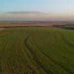 A Tereos, uma das líderes na produção de açúcar, etanol e energia a partir da biomassa de cana no país, obteve a certificação Regenagri, reconhecimento internacional que atesta a adoção de práticas de agricultura regenerativa. Com o resultado, concedido à unidade Cruz Alta, em Olímpia