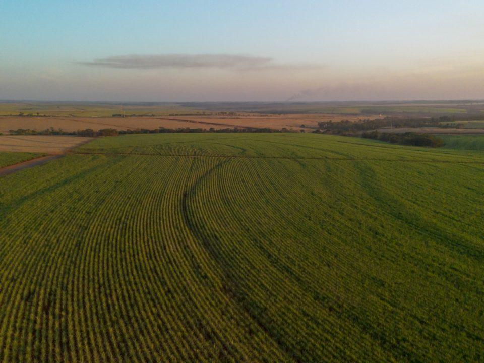 A Tereos, uma das líderes na produção de açúcar, etanol e energia a partir da biomassa de cana no país, obteve a certificação Regenagri, reconhecimento internacional que atesta a adoção de práticas de agricultura regenerativa. Com o resultado, concedido à unidade Cruz Alta, em Olímpia
