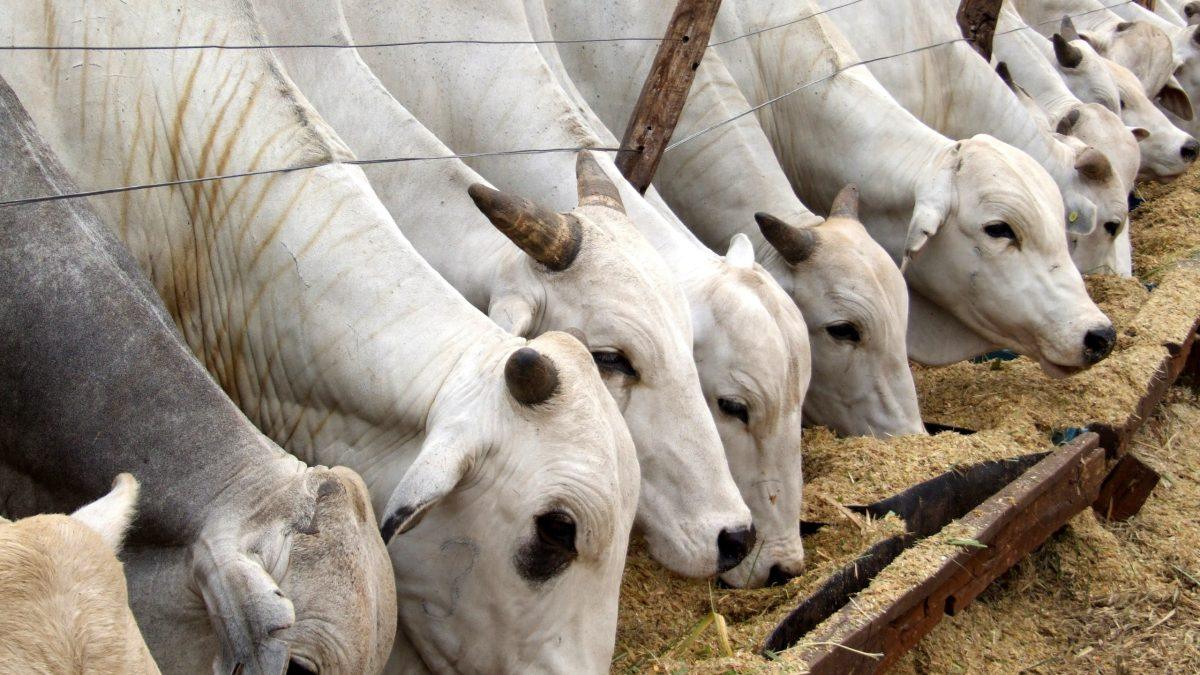 O Valor da Produção Agropecuária (VPA) do Estado de São Paulo alcançou R$ 174,6 bilhões em 2025, segundo levantamento do Instituto de Economia Agrícola (IEA-Apta), da Secretaria de Agricultura e Abastecimento.