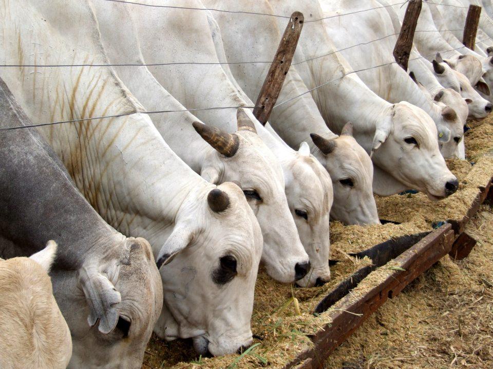 O Valor da Produção Agropecuária (VPA) do Estado de São Paulo alcançou R$ 174,6 bilhões em 2025, segundo levantamento do Instituto de Economia Agrícola (IEA-Apta), da Secretaria de Agricultura e Abastecimento.