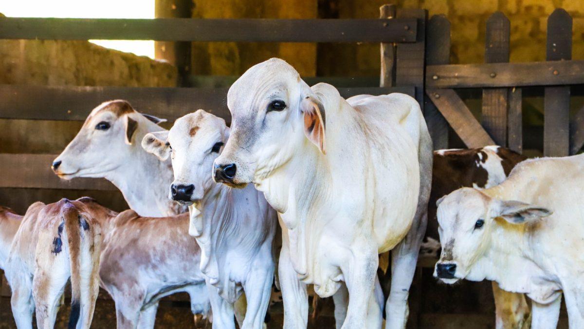 A Defesa Agropecuária, órgão da Secretaria de Agricultura e Abastecimento (SAA), informa aos produtores que chega ao fim, no próximo domingo, dia 14 junho, a Campanha de Atualização de Rebanhos do primeiro semestre.