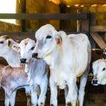 A Defesa Agropecuária, órgão da Secretaria de Agricultura e Abastecimento (SAA), informa aos produtores que chega ao fim, no próximo domingo, dia 14 junho, a Campanha de Atualização de Rebanhos do primeiro semestre.
