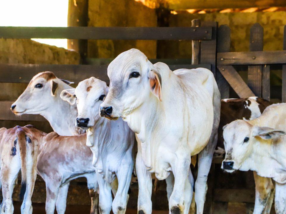 A Defesa Agropecuária, órgão da Secretaria de Agricultura e Abastecimento (SAA), informa aos produtores que chega ao fim, no próximo domingo, dia 14 junho, a Campanha de Atualização de Rebanhos do primeiro semestre.
