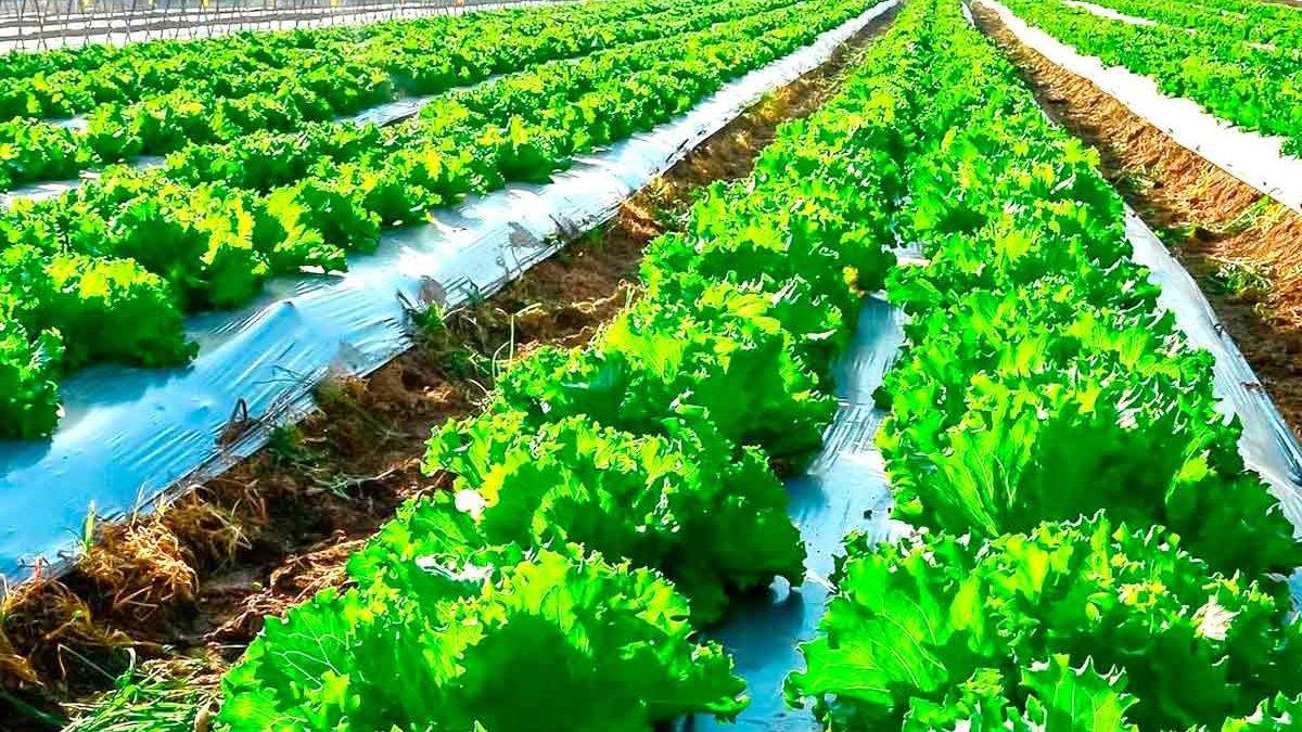 O secretário executivo de Agricultura e Abastecimento do Estado de São Paulo, Diogenes Kassaoka, participa da 31ª Edição da Hortitec (Exposição Técnica de Horticultura, Cultivo Protegido e Culturas Intensivas)