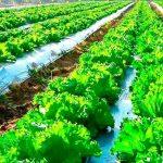 O secretário executivo de Agricultura e Abastecimento do Estado de São Paulo, Diogenes Kassaoka, participa da 31ª Edição da Hortitec (Exposição Técnica de Horticultura, Cultivo Protegido e Culturas Intensivas)