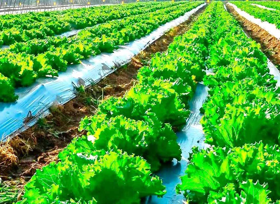 O secretário executivo de Agricultura e Abastecimento do Estado de São Paulo, Diogenes Kassaoka, participa da 31ª Edição da Hortitec (Exposição Técnica de Horticultura, Cultivo Protegido e Culturas Intensivas)