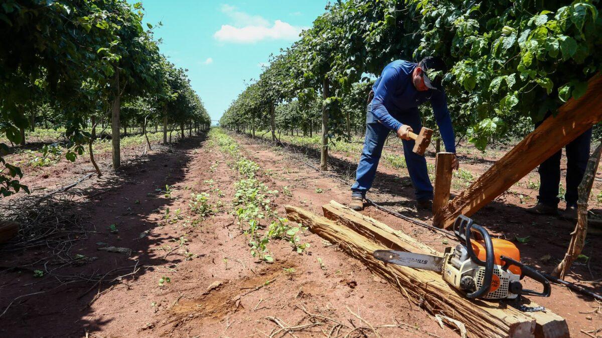 O Governo de SP anunciou, nesta quarta-feira (9), que vai subsidiar parte dos juros de financiamentos de até R$ 5 milhões por operação para recuperar propriedades rurais atingidas pelas chuvas de 24 de julho na região de Ribeirão Preto.