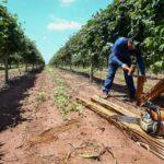 O Governo de SP anunciou, nesta quarta-feira (9), que vai subsidiar parte dos juros de financiamentos de até R$ 5 milhões por operação para recuperar propriedades rurais atingidas pelas chuvas de 24 de julho na região de Ribeirão Preto.